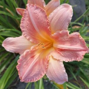 Liliowiec Hemerocallis Anna Warner