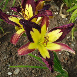 Liliowiec Hemerocallis  Appliqué