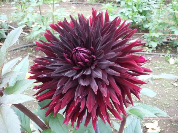 Dalia Kaktusowa Black Jack