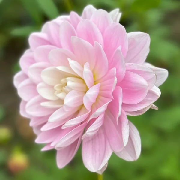 Dalia Dekoracyjna Bracken Ballerina