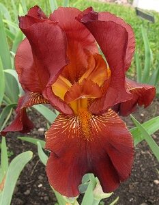 Kosaciec bródkowy Tintinara