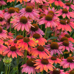 Jeżówka Echinacea Revelation Coral