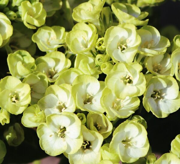 Floks Wiechowaty Orchid Green