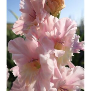 Mieczyk Wielkokwiatowy Pink Lightning