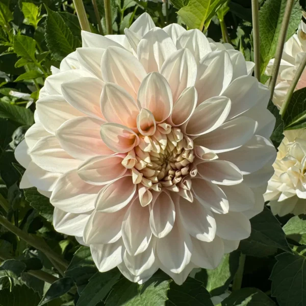 Dalia Dekoracyjna Glossy Carlita