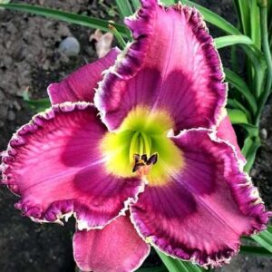 Liliowiec Hemerocallis God Save the Queen