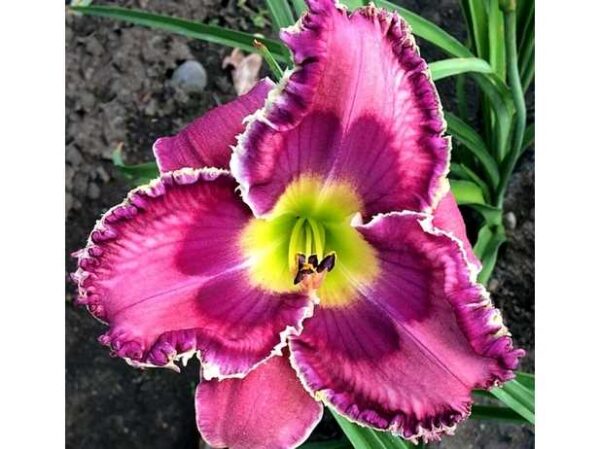 Liliowiec Hemerocallis God Save the Queen