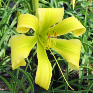 Liliowiec Hemerocallis Green Arrow