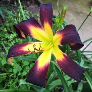 Liliowiec Hemerocallis Rolling Raven