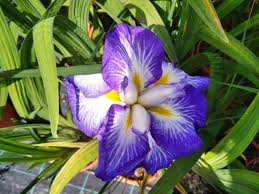 Kosaciec japoński Dinner Plate Carrot Cake