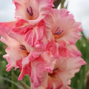 Mieczyk Wielkokwiatowy Cherry Candy