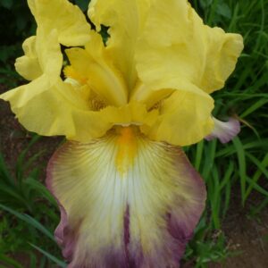 Kosaciec bródkowy Dear Jean