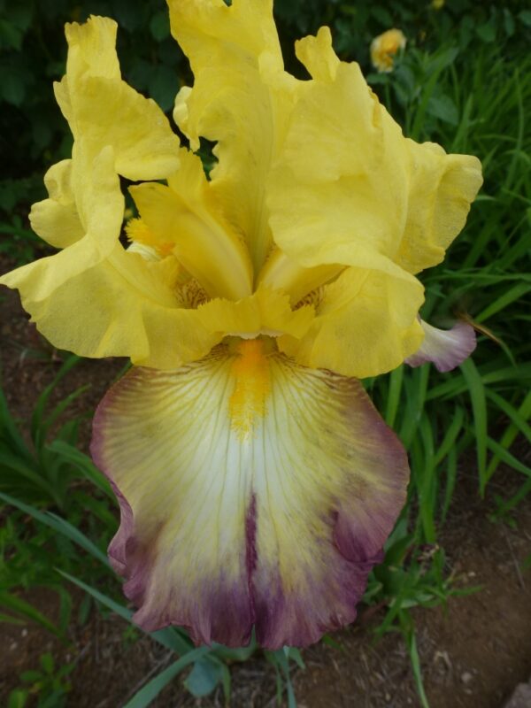 Kosaciec bródkowy Dear Jean