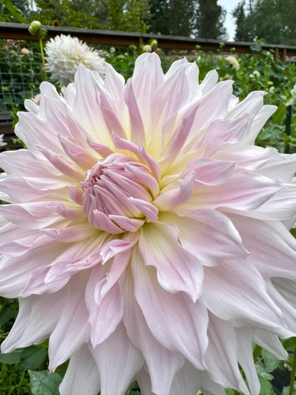 Dalia Talerzowa Ka's Cloud