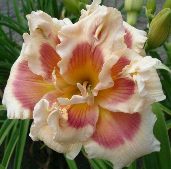 Liliowiec Hemerocallis Jared