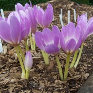 Zimowit Lilac Bedder Colchicum