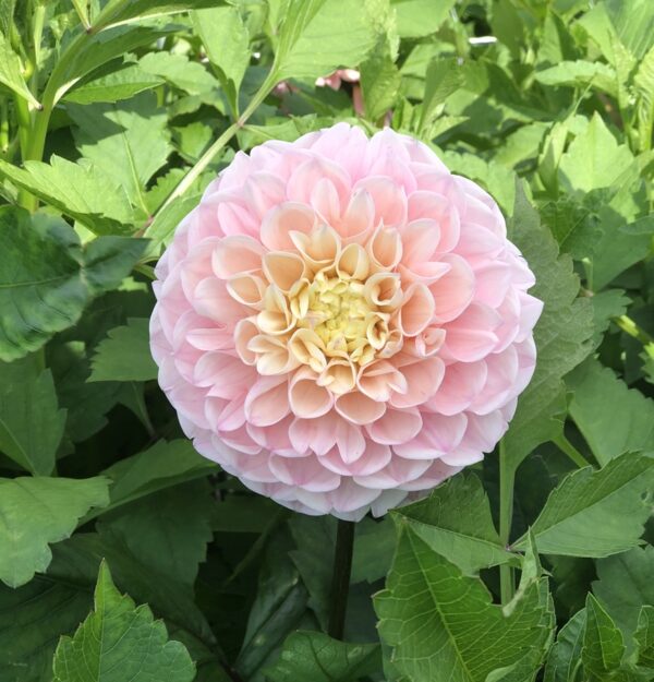 Dalia Kulista Opal