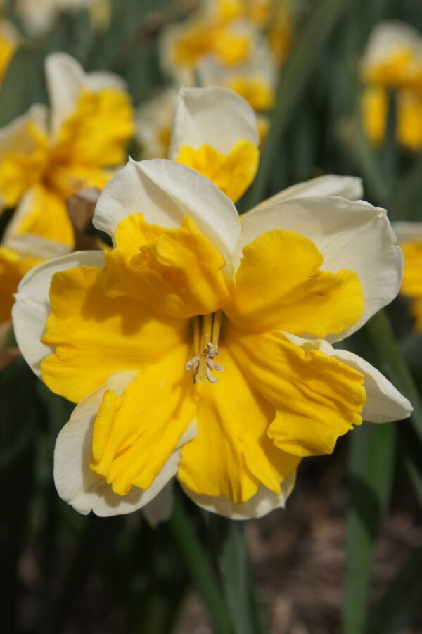 Narcyz Narcissus Pełny Orangery