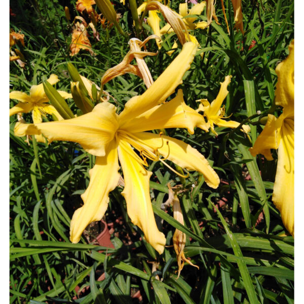 Liliowiec Hemerocallis Orginale