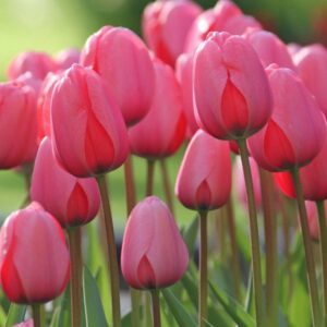 Tulipan Tulipa Pink Impression