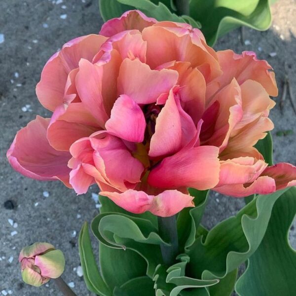 Tulipan Pełny Pink Star