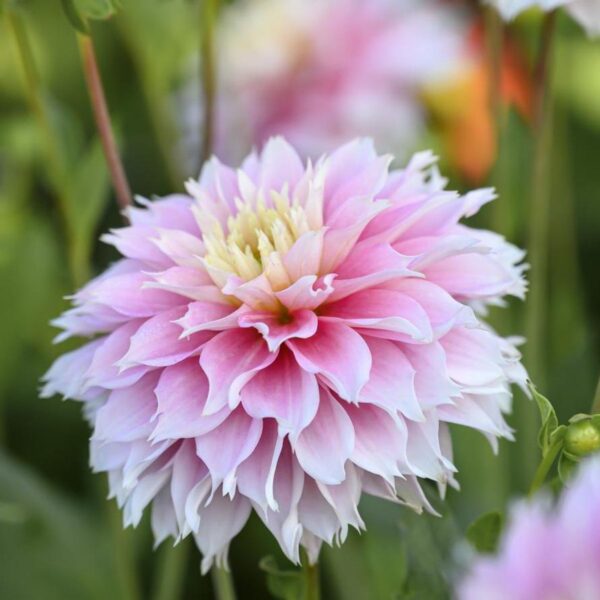 Dalia Dekoracyjna Pink Impact