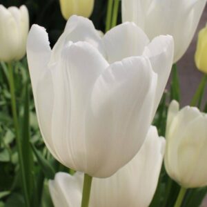 Tulipan White Flag