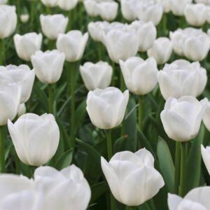 Tulipan White Marvel