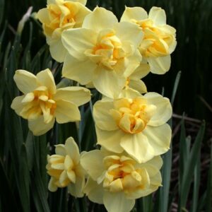Narcyz Wielokwiatowy Yellow Cheerfulness